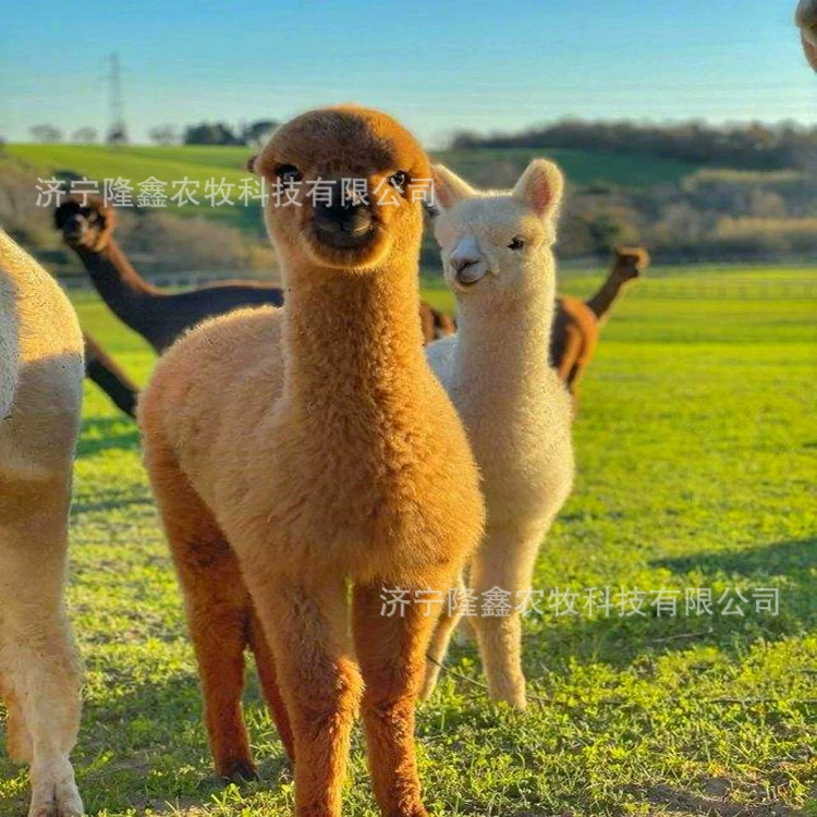 Любимые питомцы альпаки продают взрослых альпаков