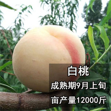 Ѫ�Ҙ����޽��ش�ˮ�۰����ϱ����Nֲ�������ͥԺ���Ԯ���Y��