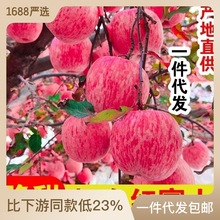 【全年供應】山東煙台紅富士蘋果應季生鮮水果冰糖心脆甜整箱批發