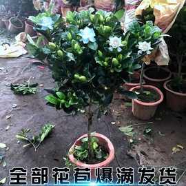 独杆栀子花苗四季开花大叶牡丹栀子花盆栽浓香型客厅阳台带花苞