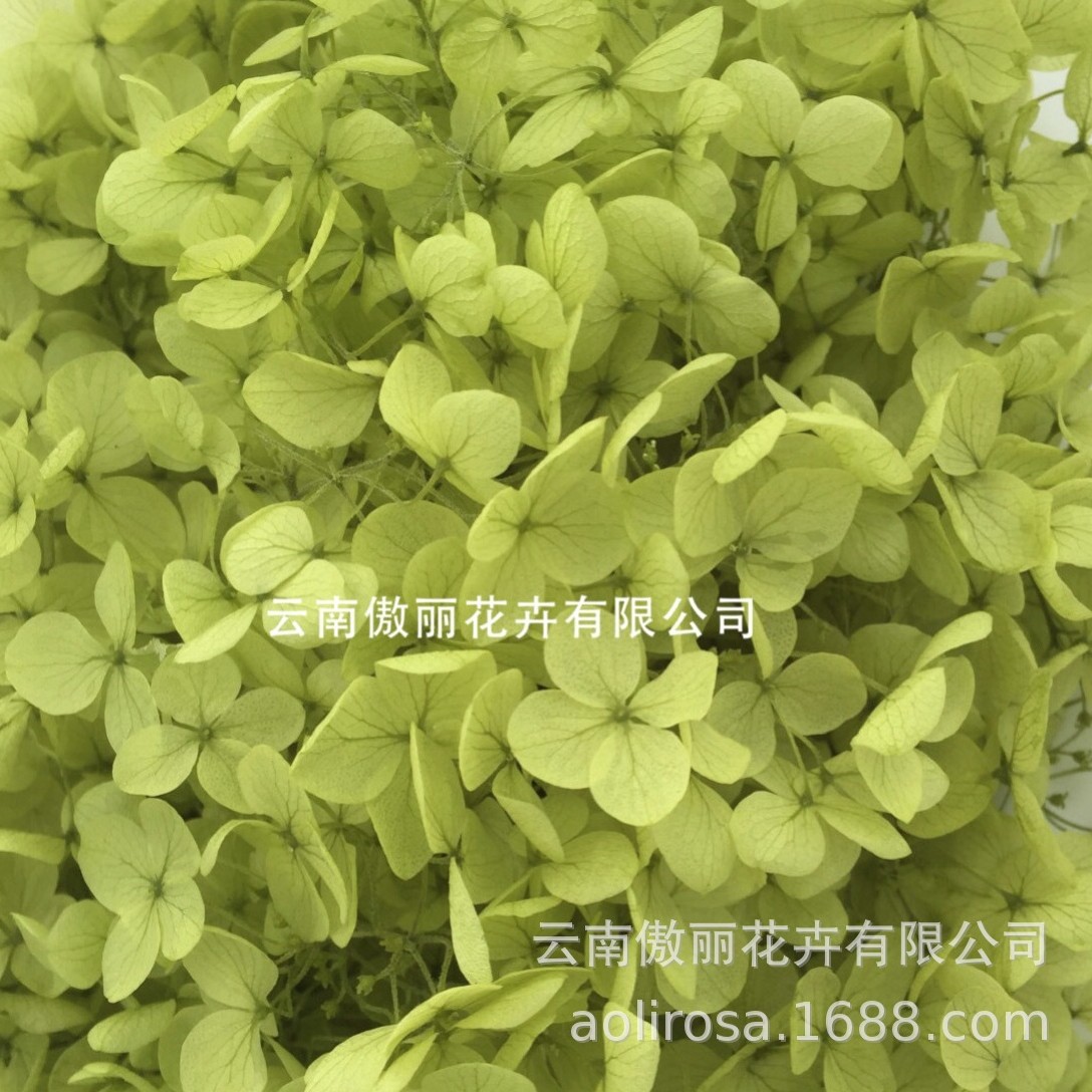 Grado A Anna Hortensia flor permanente flor seca Hortensia de hoja pequeña 20g Hortensia en caja fábrica al por mayor MATERIAL DE FLOR DE San Valentín