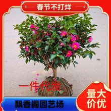 һ�����l��÷�����Сõ���÷��ؔ�񳯂}�軨�����辰�ļ��_����