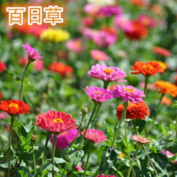 Цинния Семена Цена Семена Цинния Оптом Дневная Трава Космос Различные Семена Цветов Оптом