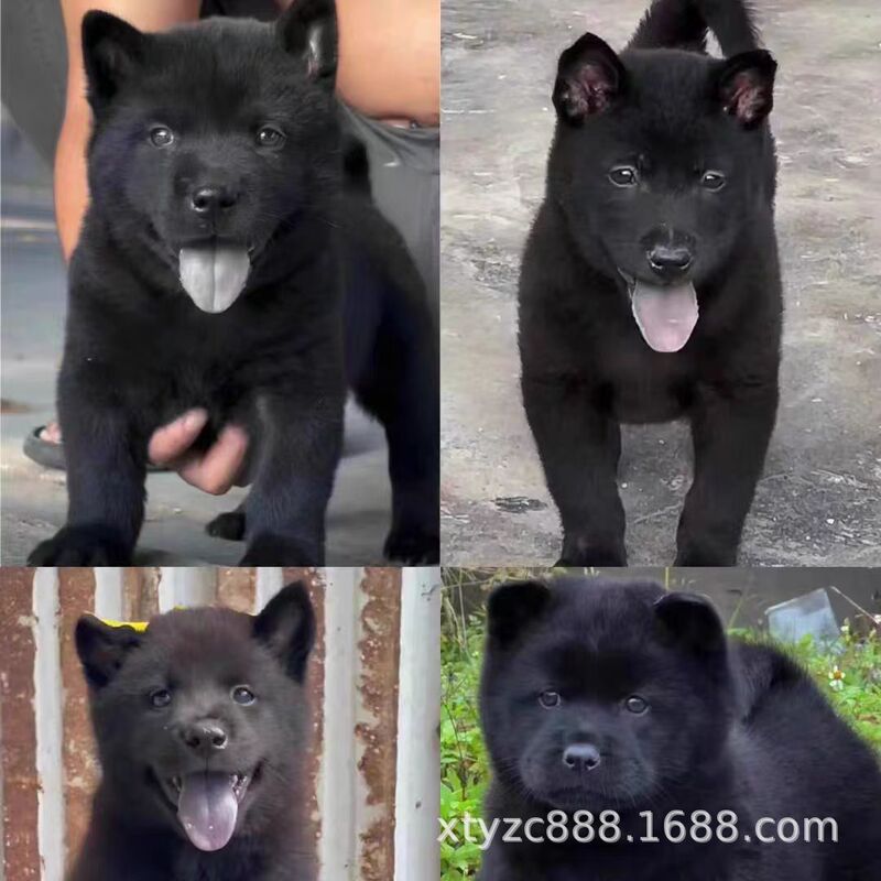 Purebred Five-Black Puppies, Large Dogs, Chinese Rural Dogs, Mountain Dogs, Hunting Pet Dogs, Wholesale Prices