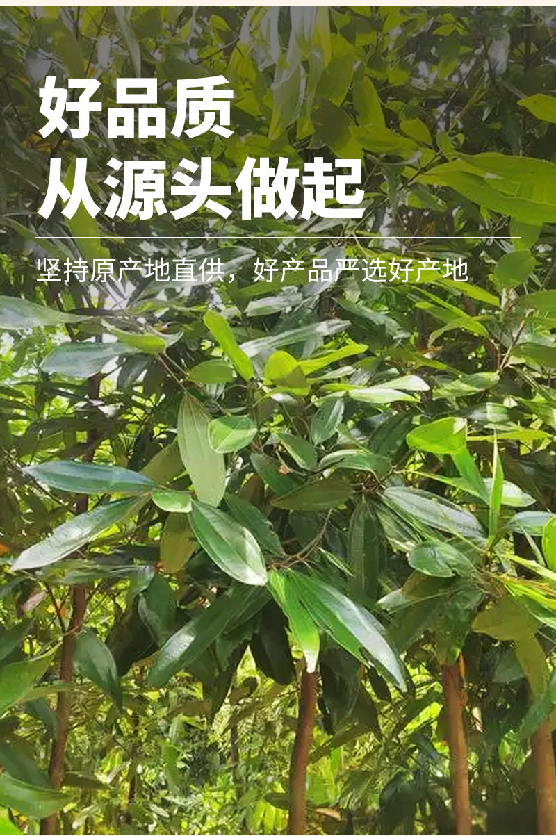 Cinnamon Bark (Cinnamomum cassia) — Dried Gui Pi Spice for Braised Dishes & Soups key features