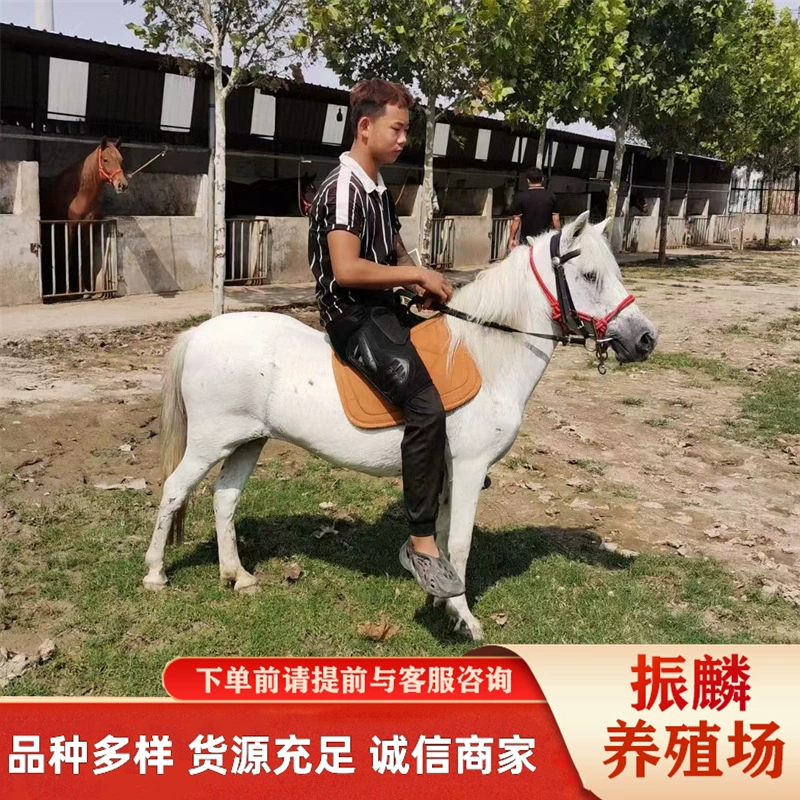 Пони, на которых можно ездить Пони, на базе Пони, на базе Пони, на живых лошадях