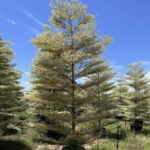 ��������ľ�\�~�����е��G�������绨�~����ͥԺ���a��