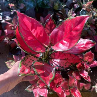 Geely Red Hydroponic Plant Wannian Red Potted Indoor Desktop Water Culture Purifies the Air and Green Plants Are Good for Growing Colorful Leaves in All Seasons
