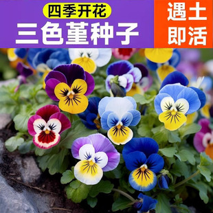Pansy Flower Seeds Are Winter Cold-Resistant Butterfly Flowers That Are Easy to Sow in All Seasons and Are Suitable for Balcony Outdoor Courtyard Autumn Sowing of Pansy Seeds