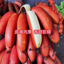 �н�9̖�㽶��䰫���۽��箔��Y���ϱ����Nֲ�ļ��۽��㽶����