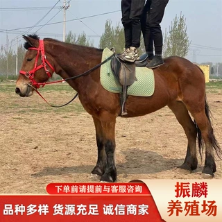 陕西宝鸡骑乘马匹 蒙古马 伊犁马 半血马 马驹