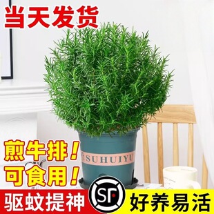 �Ե����������҃���ñ�����ˮ�໨�ܾGֲ���ʳ�ü�ţ�����ֲ��