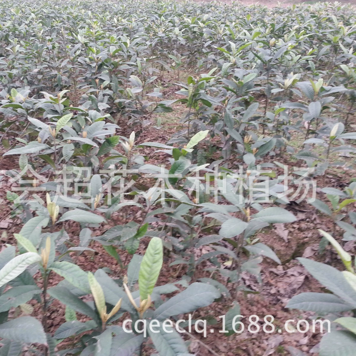 Большой запас саженцев мушмулы привитых саженцев мушмулы Big Five Star саженцы мушмулы настоящие саженцы мушмулы большое количество Cong