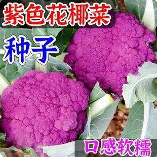 ���F�����˷N���ϲ˻��N���＾������ͥԺ�ϻ��˷N����ɫ��Ҭ�˷N