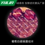 生物高校观察实验载玻片