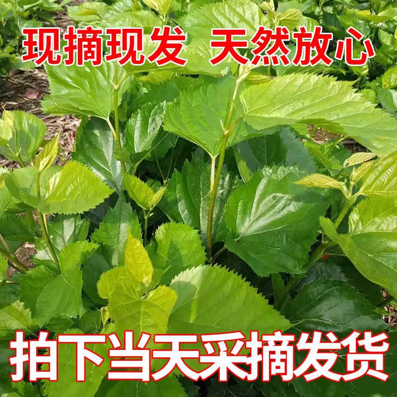 桑叶树苗 养蚕新鲜桑叶现摘嫩桑叶蚕饲料蚕宝宝小蚕大蚕虫吃桑叶