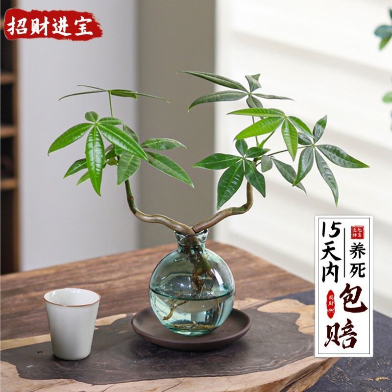 A: 이중 극 머니 트리 [병 없음 - 묘목만 있음]