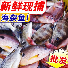 【新鲜】野生海杂鱼批发新鲜深海鱼杂鱼小虾大杂烩海鲜水产半成品
