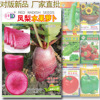 Pineapple fruit radish seeds about 300 red -skinned red heart red meat crispy sweet fruit radish seed seeds