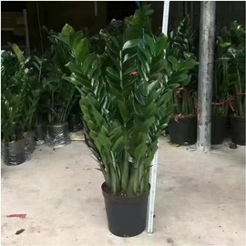 盆栽;灌木;种子