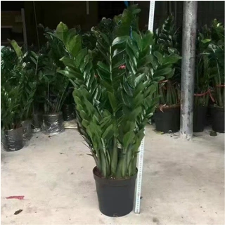 金钱树钱串子雪铁芋盆栽绿植常绿植物花卉龙凤木泽米芋美铁芋