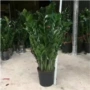 龙凤常绿盆栽植物金钱树