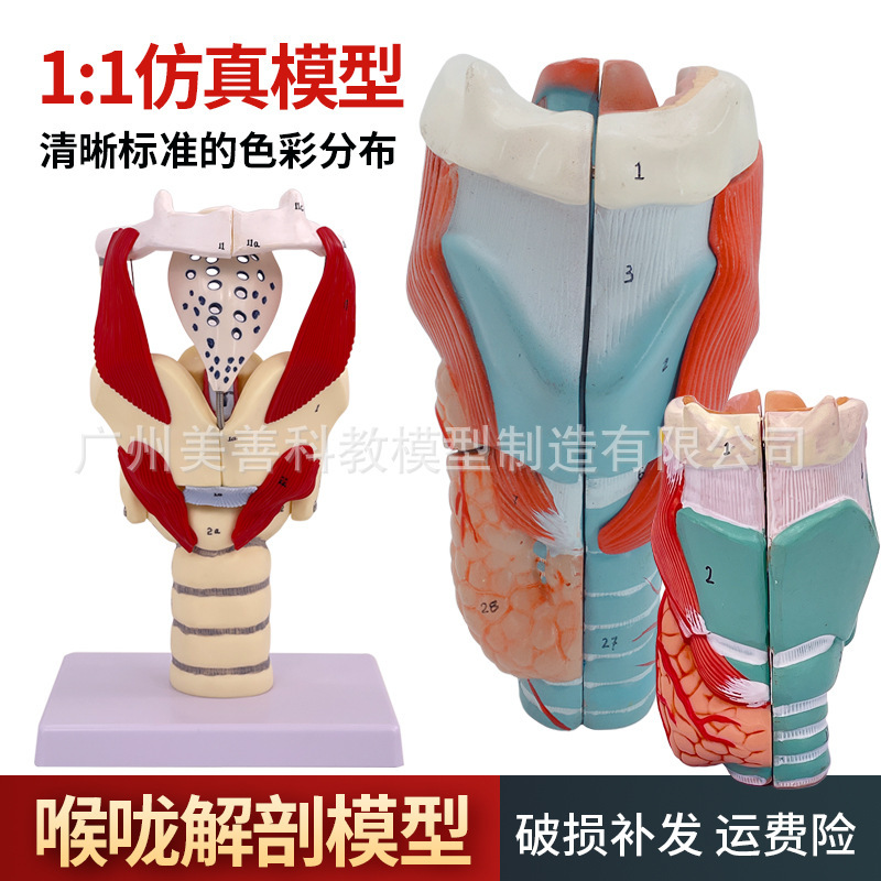 Human Throat Model, Throat Muscles, Throat Cartilage, Throat Cavity Anatomy, Otolaryngology Medical Teaching Aids, Throat Blood Vessels, Thyroid Gland