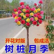 树桩月季棒棒糖树状玫瑰四季种植大花苗高杆盆栽花卉庭院植物阳台