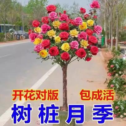 树桩月季棒棒糖树状玫瑰四季种植大花苗高杆盆栽花卉庭院植物阳台