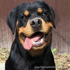 纯种德系罗威纳大型犬防爆犬活体宠物狗狗工作犬军警犬搜救犬小狗