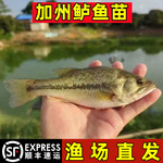 加州鲈鱼苗淡水养殖优鲈3号凶猛路亚大规格鲈鱼苗活鱼卢鱼苗批发