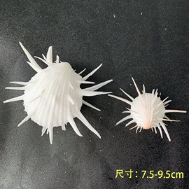 海螺/贝壳;工艺原料;水晶工艺品