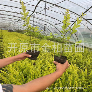 Liaoning Gold Leaf Water Wax Saplings Wholesale Potted Hedge Cup Seedlings Colorful Leaf Ground Cover Gold Leaf Water Wax Hedge Shrub Seedlings