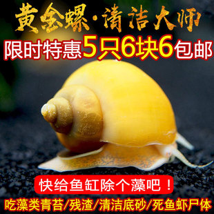 Ornamental Snails, Zebra Snails, Live Snails Eating Fish, Turtle Poop, Snails Clearing Moss and Dirt, Cleaning and Algae Removal Tools, Live Snails