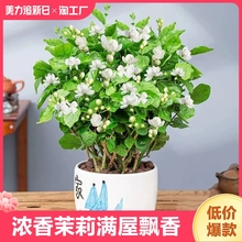 茉莉花苗盆栽花卉植物室内好养绿植九里香四季开花客厅阳台水培