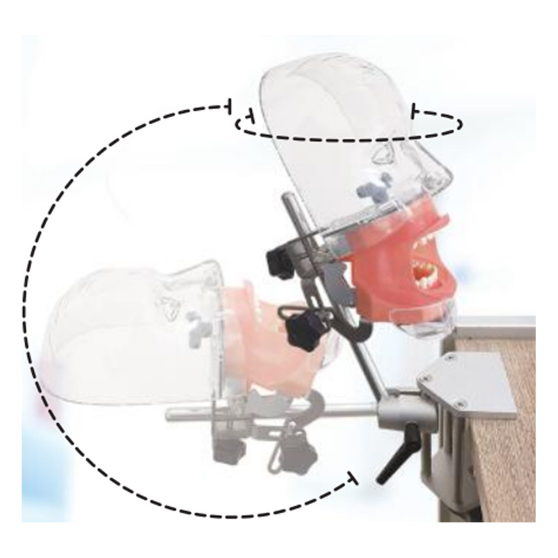 Modelo de simulación dental simple de modelo de práctica de enseñanza oral tipo reposacabezas modelo de cabeza simple de sujeción de mesa modelo de simulación de cabeza image 28