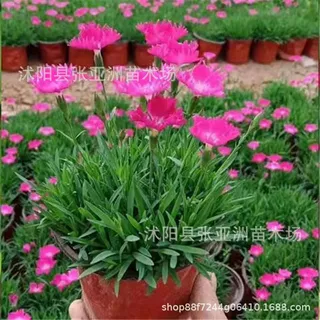 厂家批发冷季型宿根花卉欧石竹杯苗小区公园绿化工程可做花海石竹