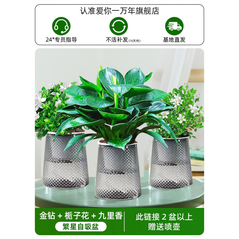 골든 다이아몬드 + 치자나무 + 구리향(별 세면대 3개) + 영양액 + 무료 물뿌리개