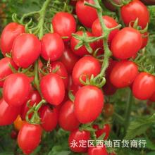 圣女果种子甜圣女果苗 阳台盆栽西红柿种子 樱桃小番茄 芳香植物