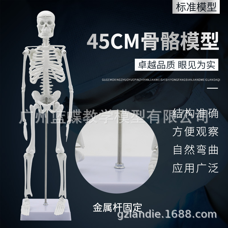 45cm esqueleto humano estructura modelo cuerpo entero esqueleto humano modelo adulto esqueleto blanco enseñanza modelo columna vertebral