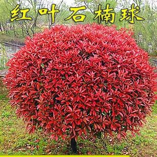 �t�~ʯ骴�������tʯ�����С�~�����S����ͥԺ�G������ľ�ͺ�