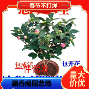 һ�����l�������l�����軨����ɽ�軨�����҃Ȼ���ֲ���ļ����B�_