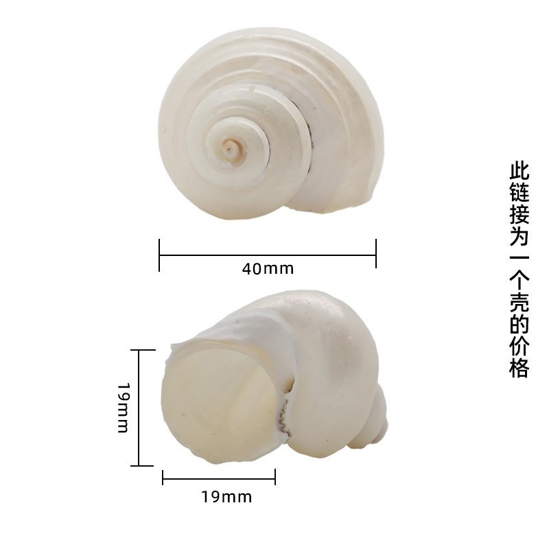 3-4cm 게에 적합한 유백색 X51 은입 달팽이