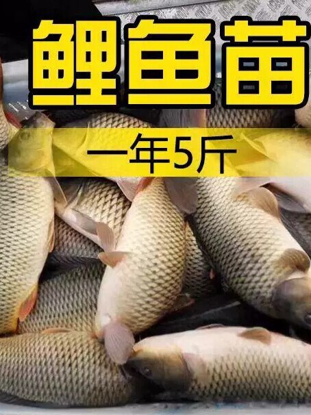 Sichuan Large Black Carp Fry for Freshwater Farming and Consumption, Large Brood Carp Fry, Rice Flower Carp, Red Tail Carp Fry