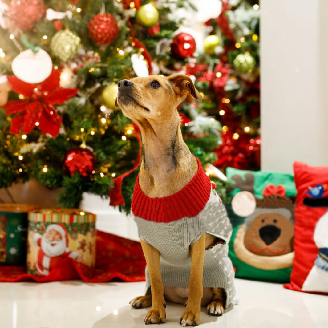 Navidad ropa de perro gris verde extraño Joker suéter de mascota Navidad elfo Teddy Bear ropa Bulldog