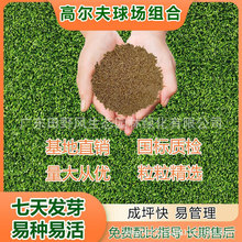 绿化草种草籽球场地被草皮耐踏组合种子耐寒青草常绿草四季通用