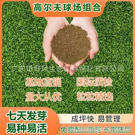 草种子;一二年生花卉;宿根花卉