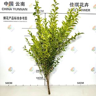 Zhen Wood Fresh-Cut Branches, Gold-Edged Boxwood Leaves, Hydroponic Plant Flowers, Japanese-Style Niche Flower Materials, Wedding Wedding Arrangement Leaf Materials