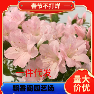 һ�����l��Խ�ļ����N�������̨�������|���N���֮�������r���N