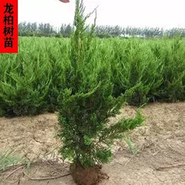 乔木;盆栽;灌木